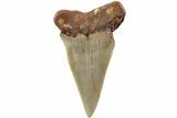 Fossil Broad-Toothed Mako Shark Tooth - North Carolina #235213-1